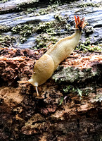 Banana slug (Ariolimax columbianus)
